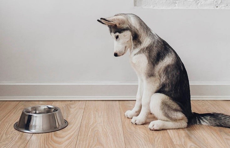 Perro husky sentado frente a su plato de acero inoxidable
